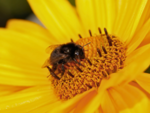 Bees at Alenda Golf